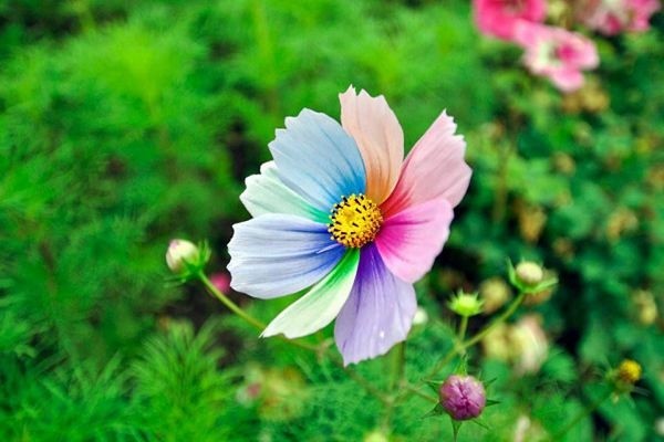 传说中的七色堇真的存在吗