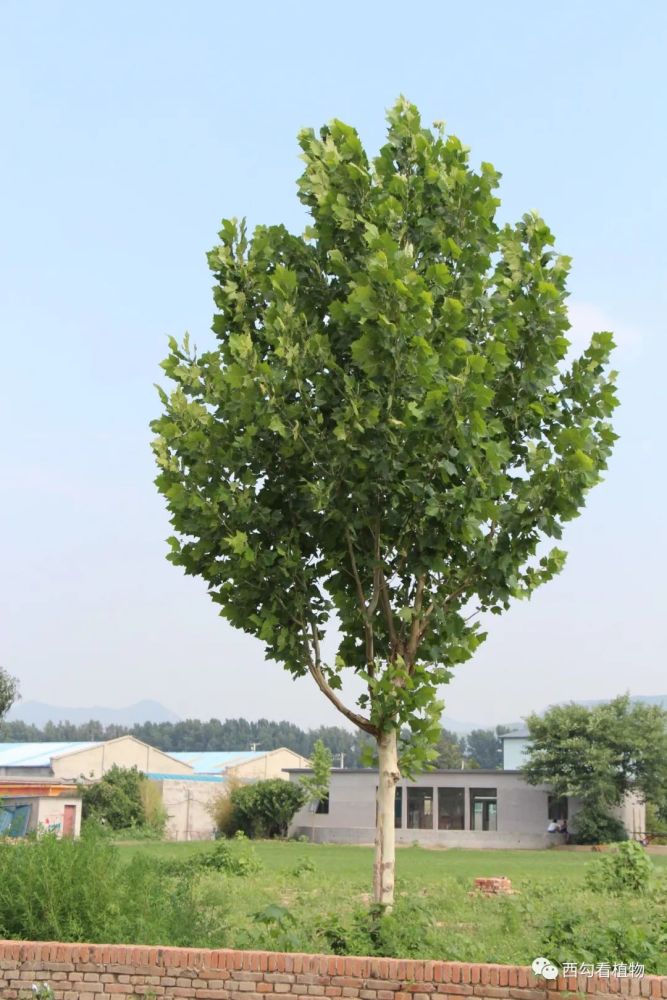 悬铃木|一球悬铃木 Platanus occidentalis