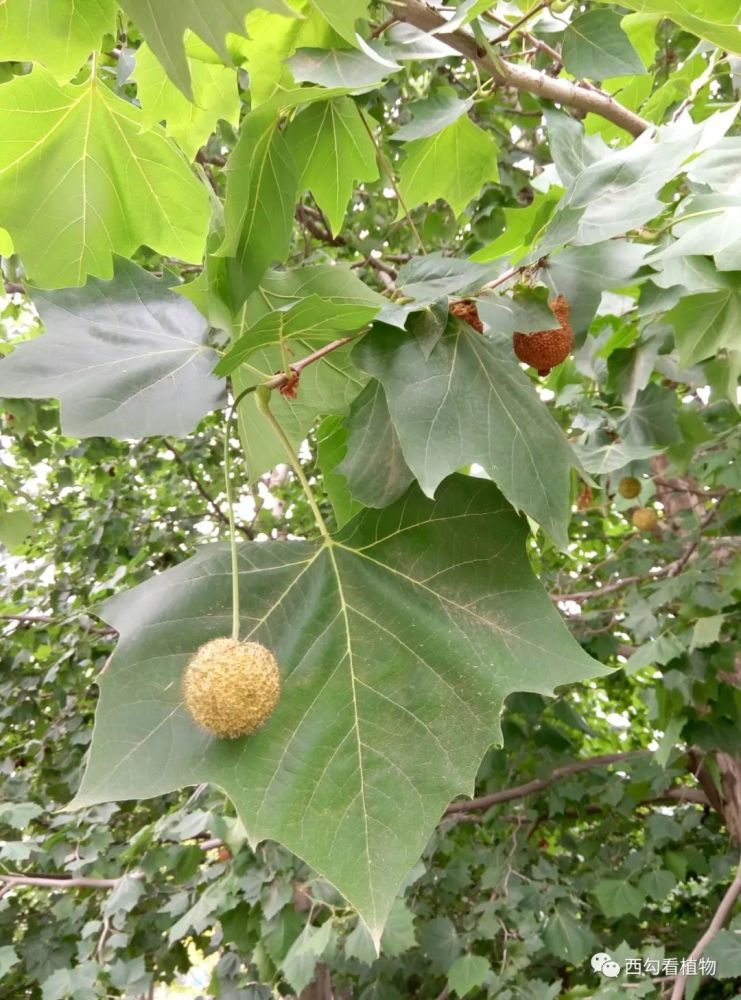 悬铃木|一球悬铃木 Platanus occidentalis