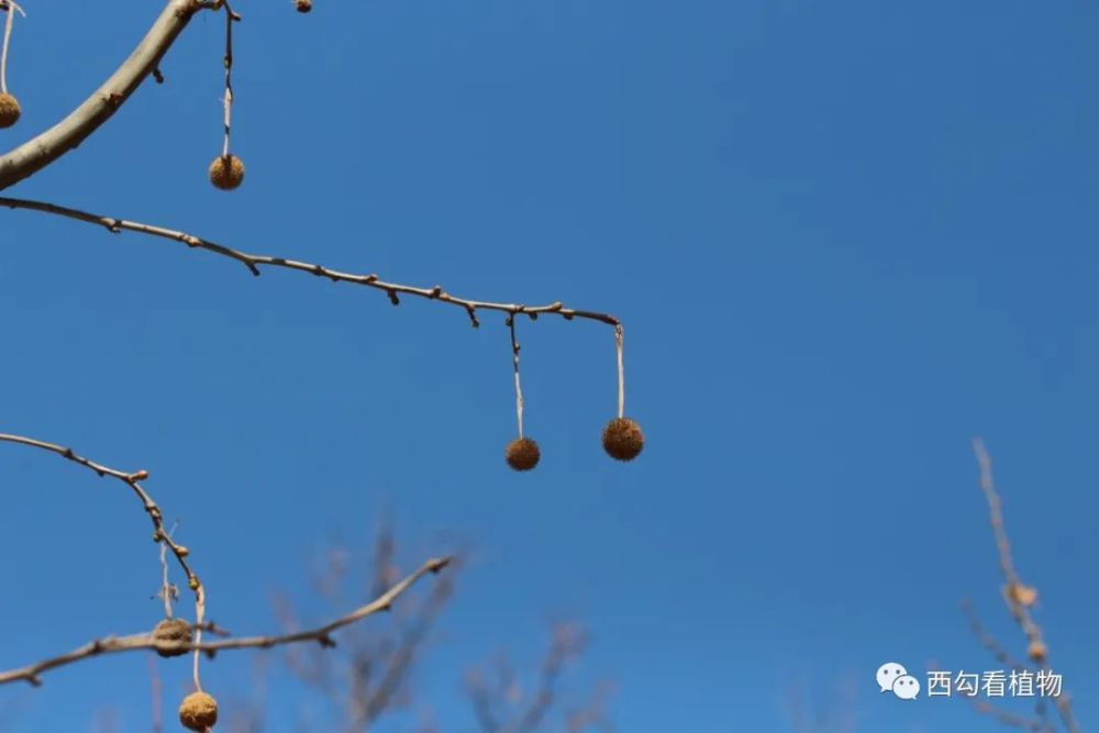悬铃木|一球悬铃木 Platanus occidentalis