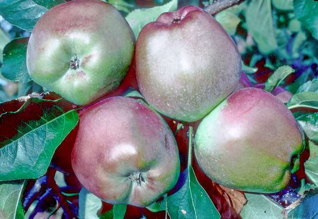 名叫印度的苹果起初只配当授粉树引入我国后才逆袭成功