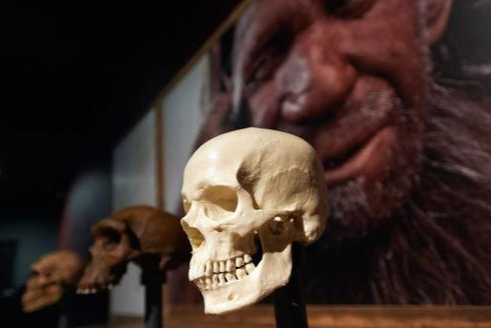 智人|我们究竟为何会成为唯一幸存的人类？智人漫漫演化史