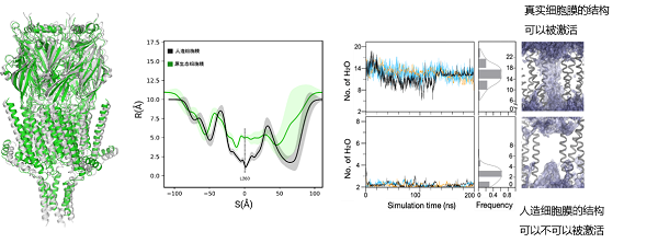 细胞膜|冷冻电镜技术研究获进展