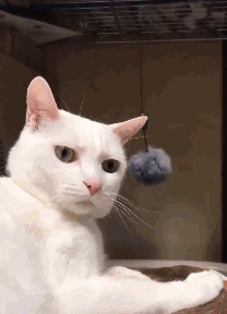 641