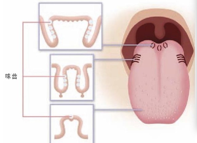 【微问题】假设一个人没有舌头,他还拥有