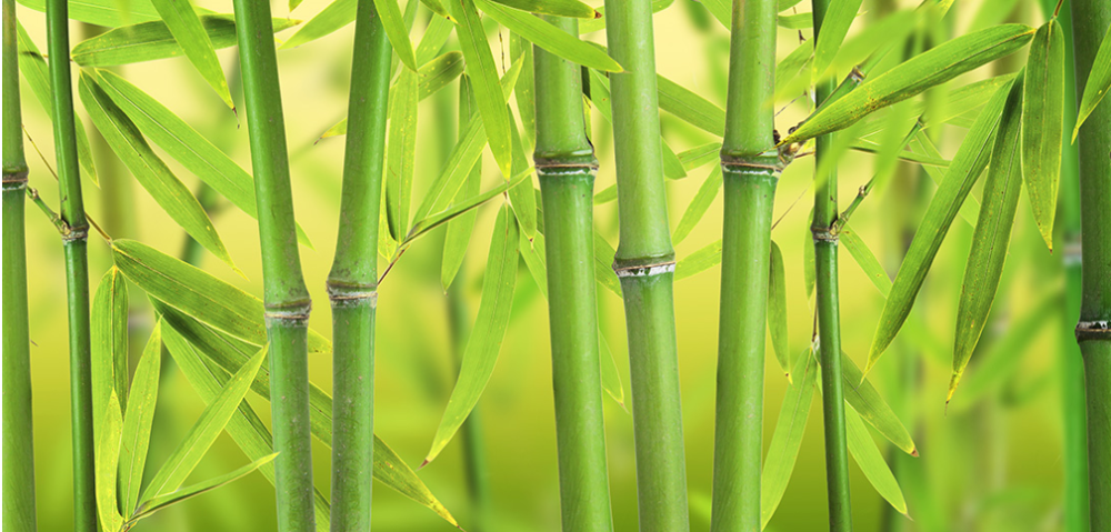 栽一棵树最好的时候是十年前和现在
