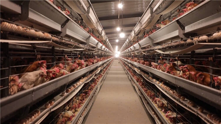 焦桥镇:现代化蛋鸡养殖"敲"开致富新大门