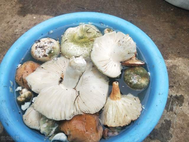 农村里常见的一种蘑菇100元一斤菌盖发绿至今无法人工种植