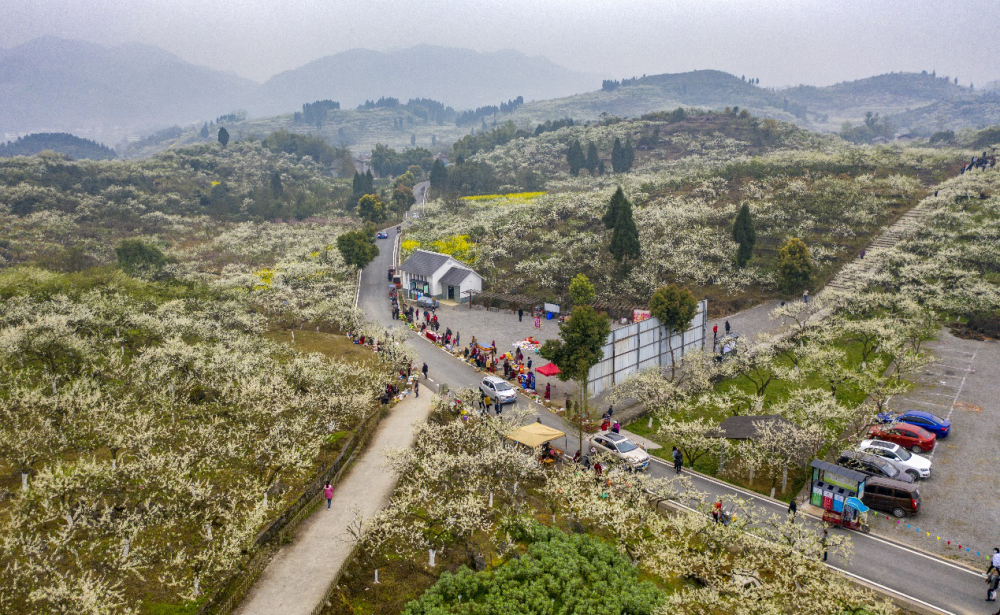 2021合川春季旅游节暨第十三届双凤赏花节正式启幕
