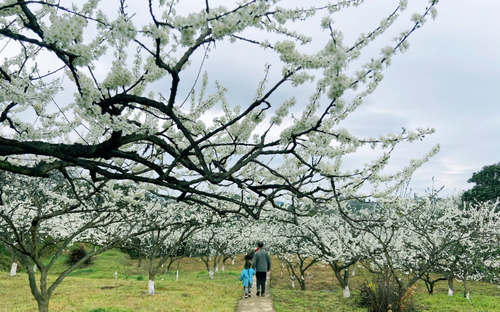 2021合川春季旅游节暨第十三届双凤赏花节正式启幕