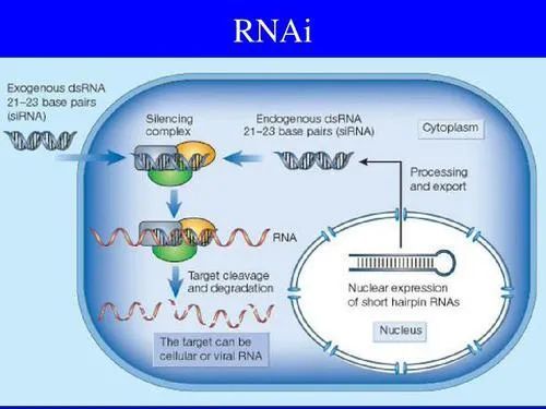 乙肝|乙肝在研新药RG6346，1期阳性数据，表面抗原实质持久下降