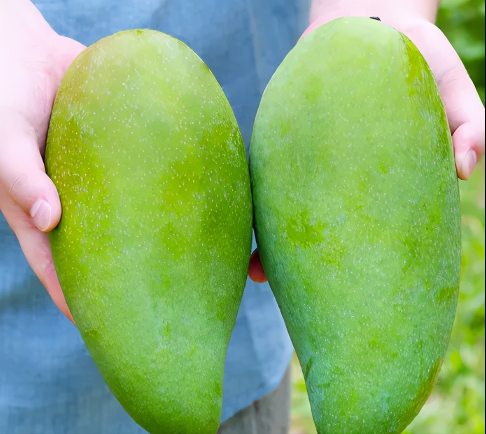 辰颐物语越南大青芒芒果界巨无霸一口下去全是肉