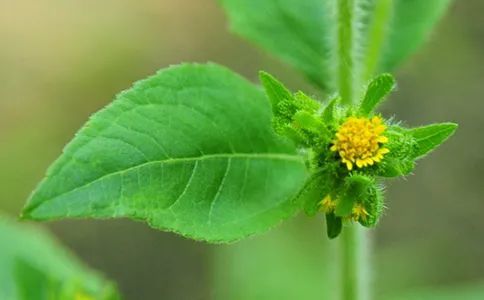 胆南星图片 植物图片图片