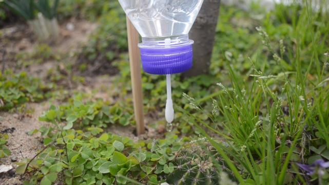 一个塑料瓶一根棉签,教你做自动浇水器,不用担心花草没人浇水了