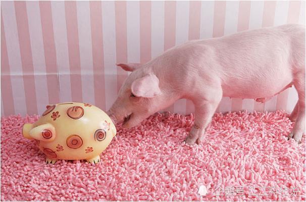 致1971年 亥猪 的终身命运 句句说到心坎 快通知身边生肖猪 腾讯新闻