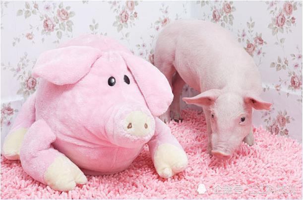 致1971年 亥猪 的终身命运 句句说到心坎 快通知身边生肖猪 腾讯新闻