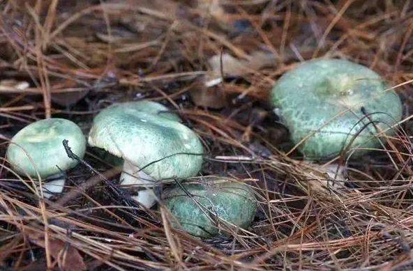 头顶"青青草原"的情侣菇,绿到你发慌,所以它到底能不能吃?