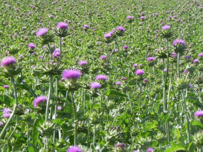 水飞蓟|水飞蓟什么牌子好？适合哪些人吃？