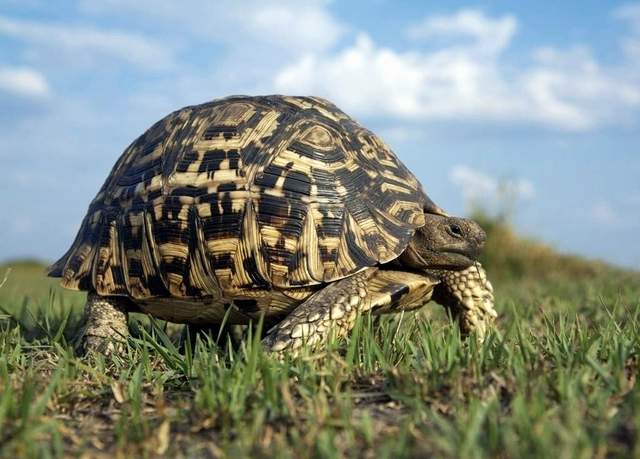 被死神遺忘的神龜清朝出生熬死三個飼養員一生未曾交配過