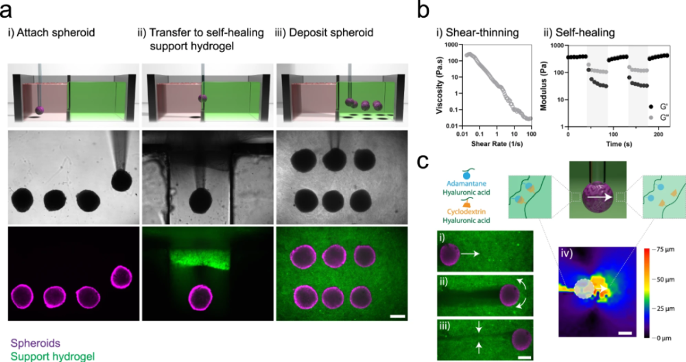 水凝胶|Nature｜通过自愈水凝胶中球体融合实现高细胞密度3D生物打印