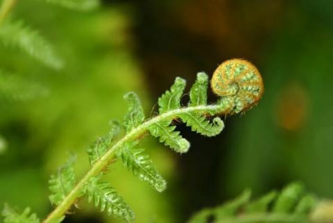 肝肾|致癌毁肝肾！春季3种“黑榜”蔬菜，人人都该知道，别踩坑了