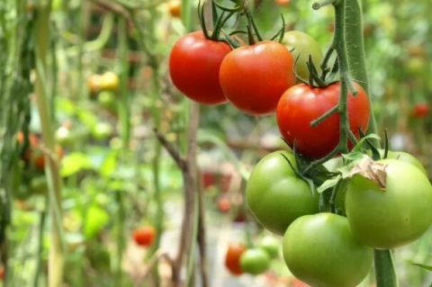 肝肾|致癌毁肝肾！春季3种“黑榜”蔬菜，人人都该知道，别踩坑了