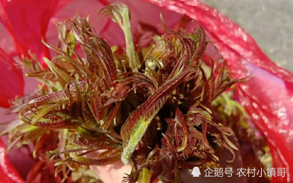 上海市场香椿 成春菜里的 金贵 价格卖到90元一斤 腾讯新闻