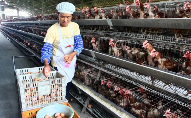 母鸡不需要交配就能下蛋够全人类吃公鸡的存在还有意义吗