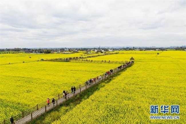 花都开好了 春天 开启川西平原花季之旅 腾讯新闻