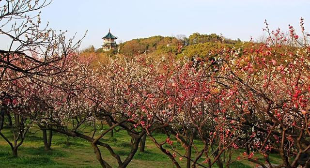 江苏一处赏花好地无锡梅园四季风景皆不同
