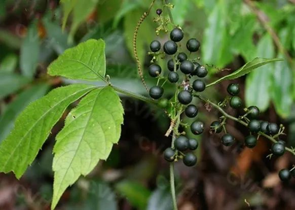 清热解毒,降脂护肝:绞股蓝_腾讯新闻