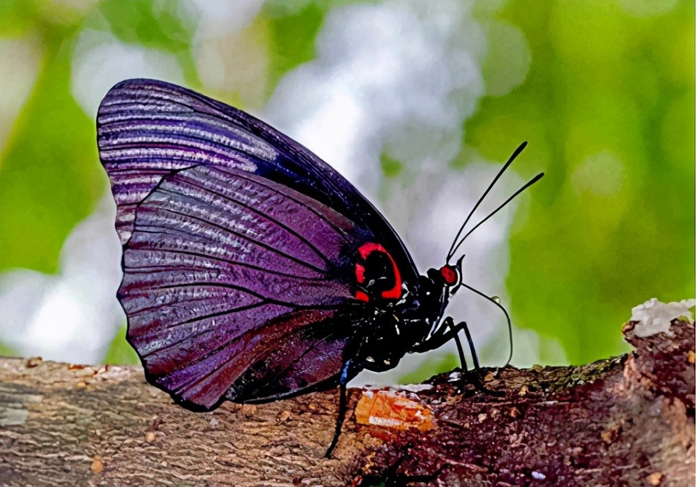 林草|林草科普｜会飞的花朵——中国珍稀蝴蝶
