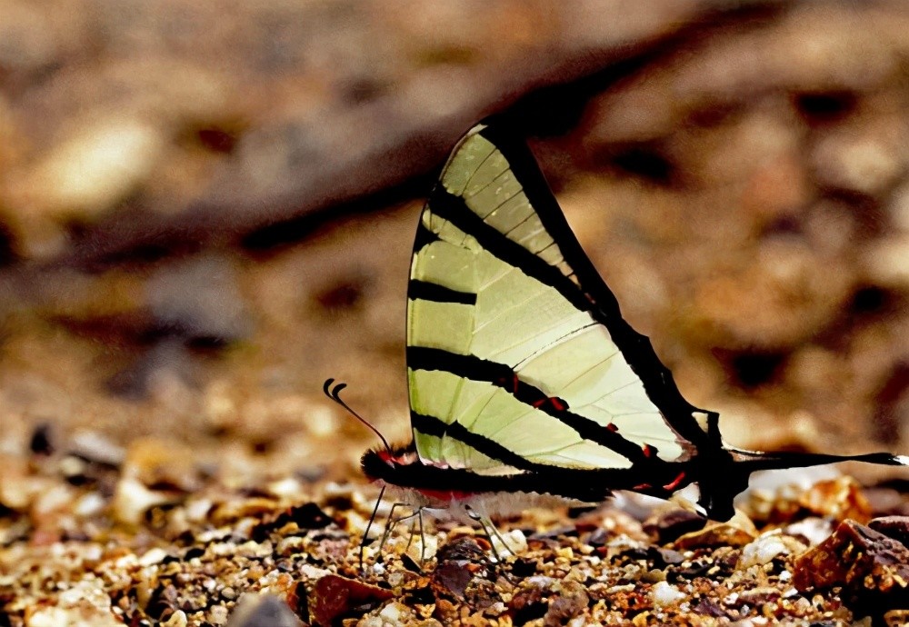 林草|林草科普｜会飞的花朵——中国珍稀蝴蝶