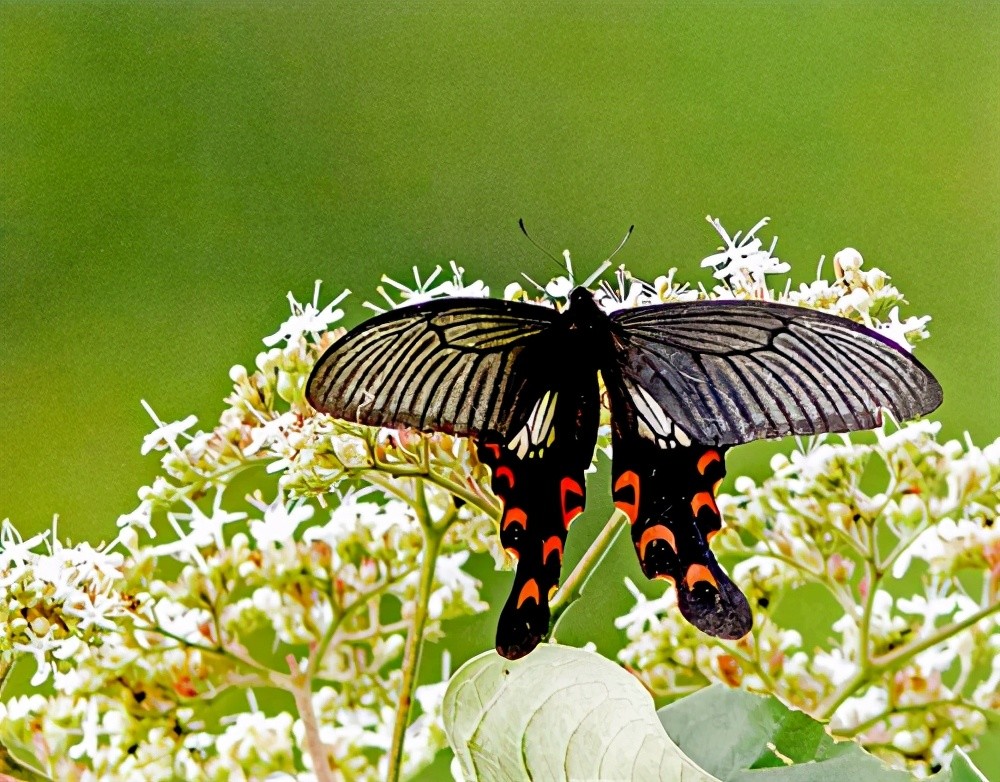 林草|林草科普｜会飞的花朵——中国珍稀蝴蝶
