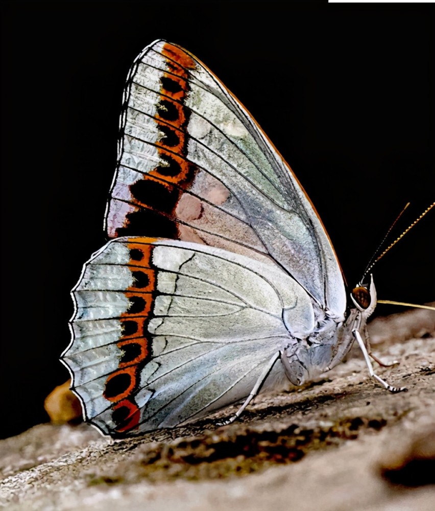 林草|林草科普｜会飞的花朵——中国珍稀蝴蝶