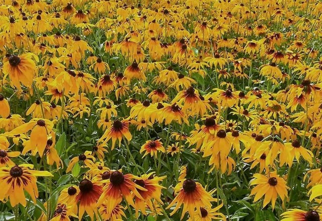 黑心菊,名黑花也黑,金黄色的花朵,易开成花海