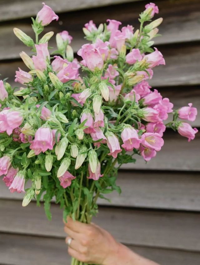 大花风铃草,是桔梗科,风铃草属二年生宿根草本植物.