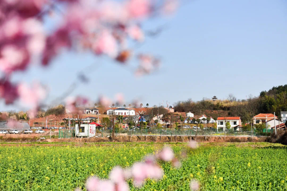 珠晖区茶山坳镇堰头村金甲梨园,金甲月季园美景.