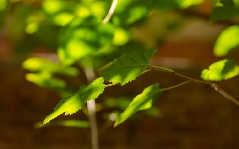 血糖|一旦血糖高，少做3事，少吃3白，记住4个字，稳定血糖，更健康