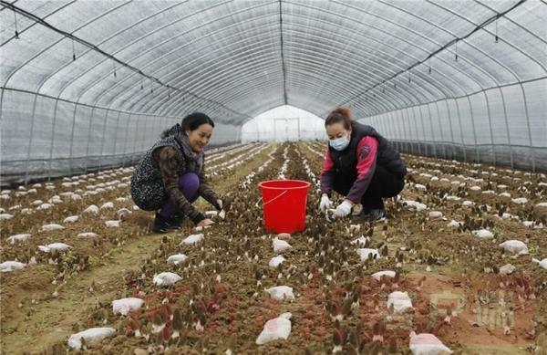 尉氏县羊肚菌开出致富花
