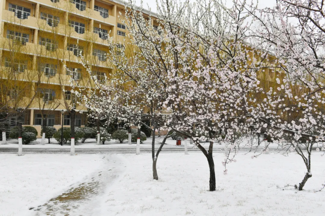 濱州學院開學第一天下雪了美呆了