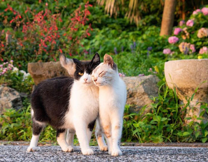 猫猫贴贴,啊啊啊啊太可爱了!