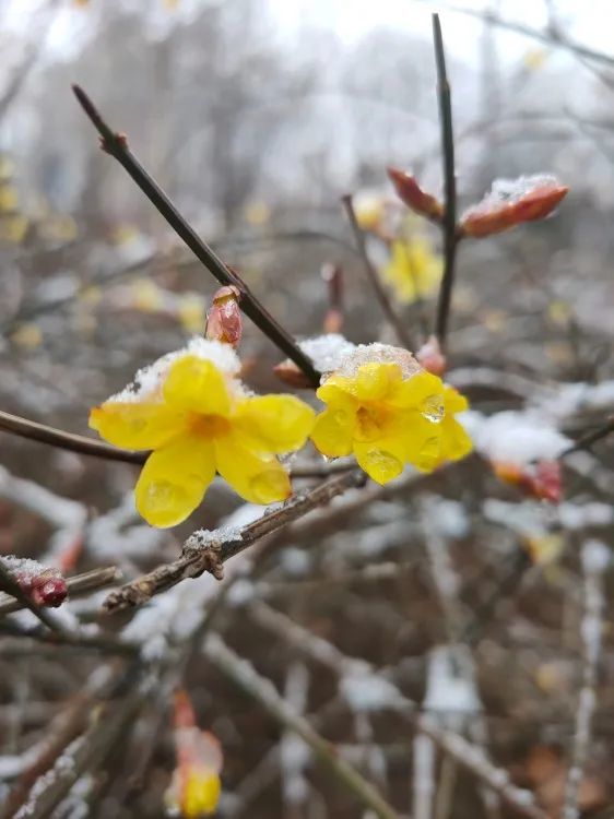 瑞雪兆豐年任丘迎來2021年第一場雪