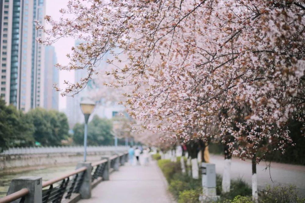 成都东湖公园樱花图片