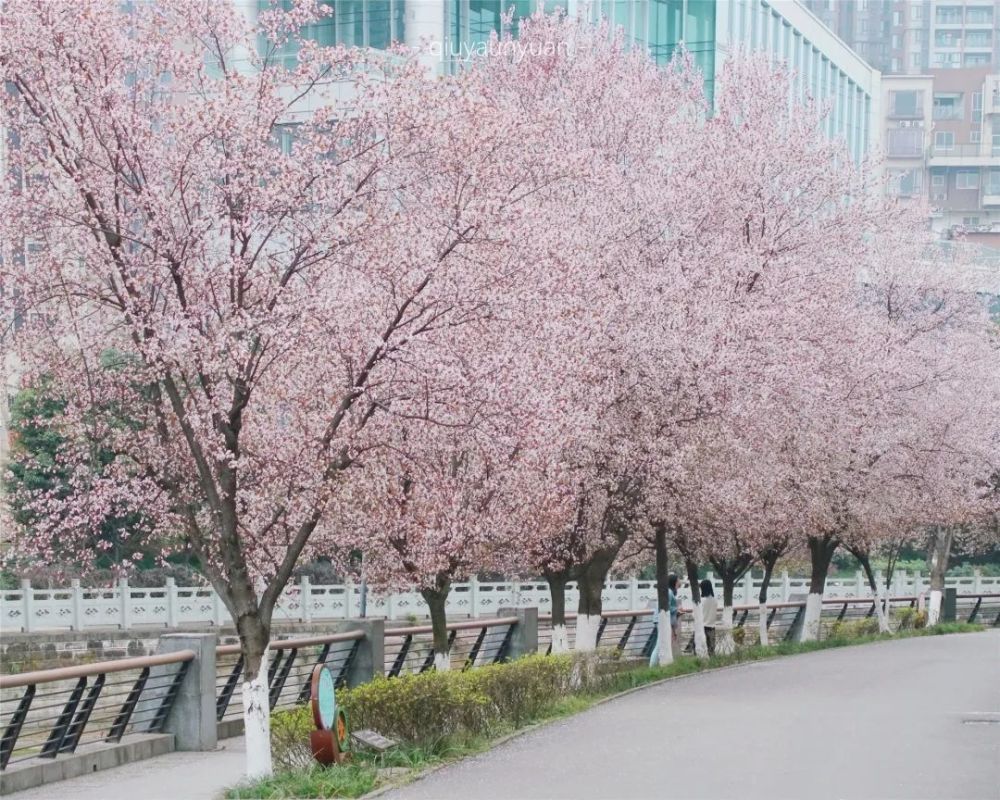 成都东湖公园樱花图片