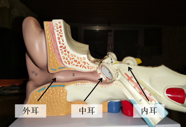 一本期医生:海南省人民耳鼻咽喉头颈外科中心 副主任医师 孙亮《关爱