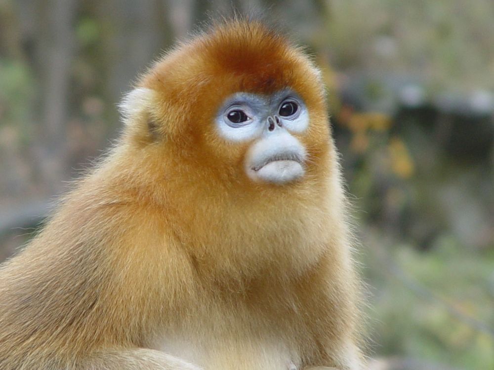 郭松涛|“猴脸识别技术”负责人：可识别41种灵长类、4种肉食性动物