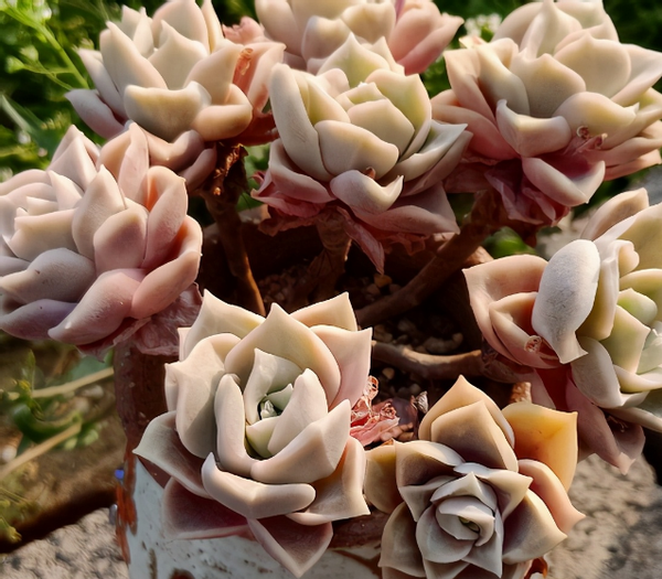 作为多肉玫瑰这2个品种盆栽送给恋人表达爱意正合适