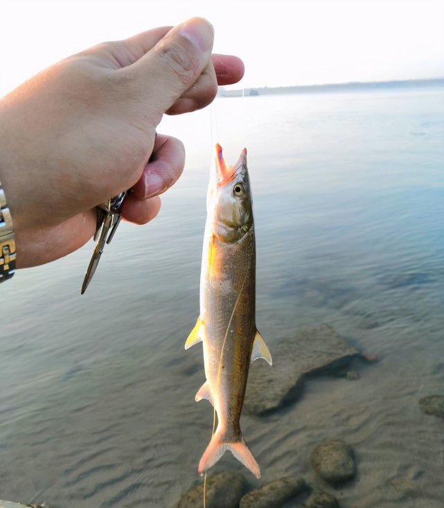 錨魚,泥鰍釣法,海竿陣等不文明釣法被禁止是理所應當,但一些在釣魚人