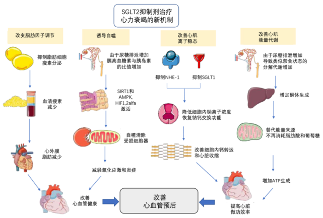 干货明星药物sglt2抑制剂到底是怎么起作用的